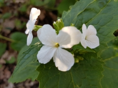 Lunaria annua
