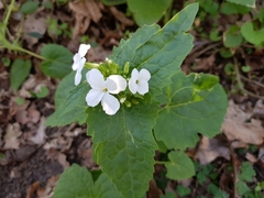 Lunaria annua