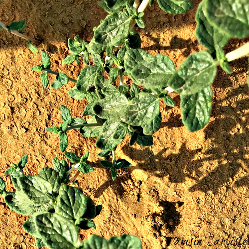 Heliotropium digynum