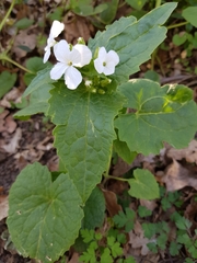 Lunaria annua