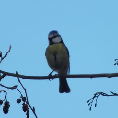 Cyanistes caeruleus