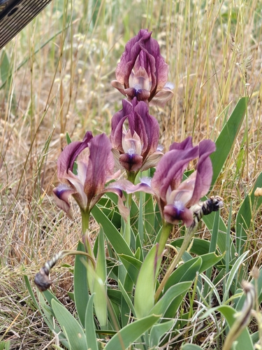 Iris suaveolens, photograph 3