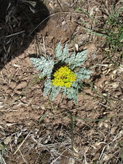 Cymopterus longipes