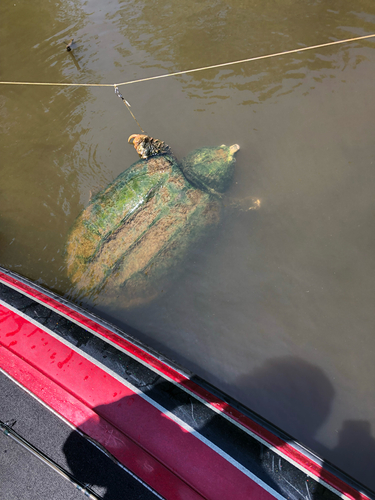 Alligator Snapping Turtle observed by boringk692