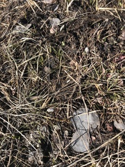Lomatium linearifolium