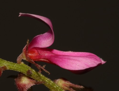 Image of Indigofera intermedia by (c) Brian du Preez, some rights reserved (CC BY-SA)