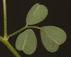 Indigofera intermedia