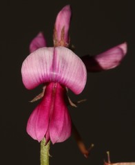 Indigofera intermedia