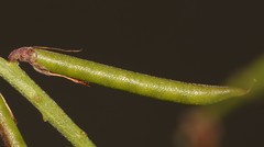 Indigofera intermedia