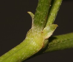 Indigofera intermedia