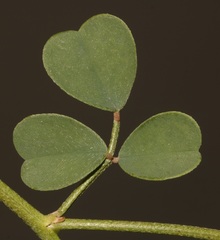 Indigofera intermedia