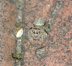 Opisthoncus parcedentatus