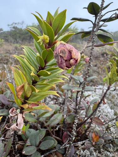Lysimachia daphnoides observed 2026-05-02