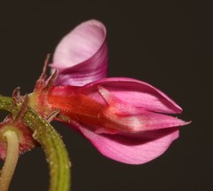 Indigofera intermedia