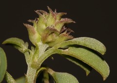 Indigofera intermedia