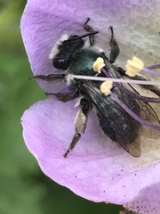 Andrena cerasifolii