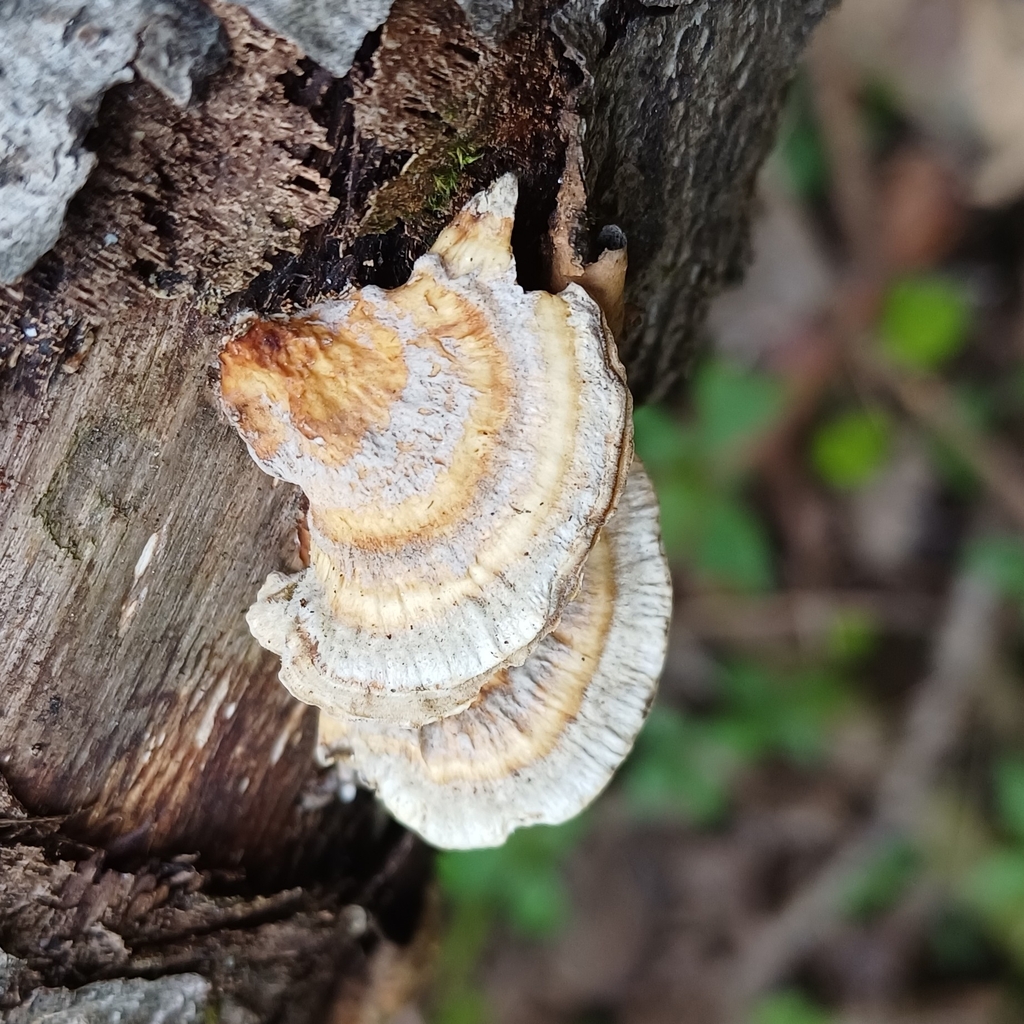 Trametes ochracea · May 2026 · photo: © mikkohei13 (iNaturalist, cc0)