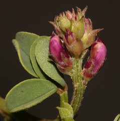 Indigofera intermedia