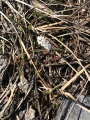 Lomatium linearifolium