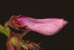 Indigofera intermedia