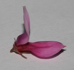 Indigofera intermedia