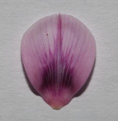 Indigofera intermedia
