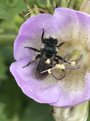 Andrena cerasifolii
