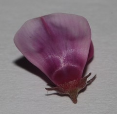 Indigofera intermedia