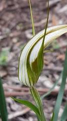 Pterostylis ampliata