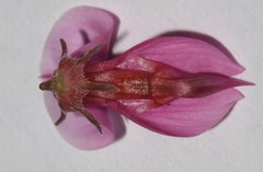 Indigofera intermedia