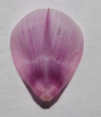 Indigofera intermedia