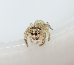 Opisthoncus parcedentatus