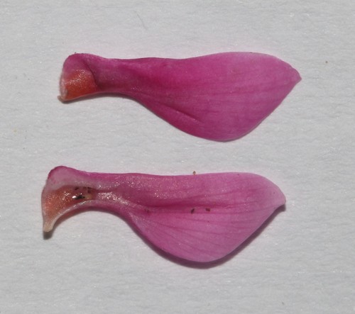 Image of Indigofera intermedia by (c) Brian du Preez, some rights reserved (CC BY-SA)