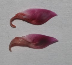 Indigofera intermedia