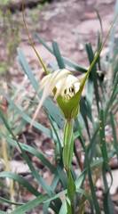 Pterostylis ampliata