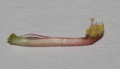 Indigofera intermedia