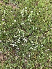 Micropus californicus