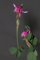 Indigofera intermedia