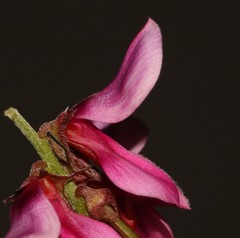 Indigofera intermedia