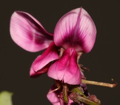 Indigofera intermedia