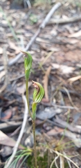 Pterostylis parviflora