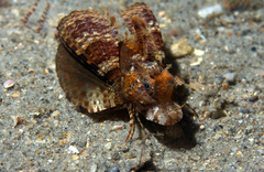 Prionotus ophryas