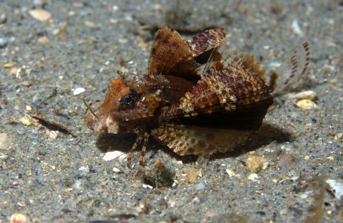 Bandtail searobin (Prionotus ophryas) — Triglidae — 5
