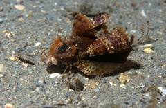 Prionotus ophryas