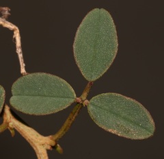 Indigofera intermedia