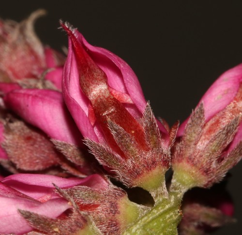 Image of Indigofera intermedia by (c) Brian du Preez, some rights reserved (CC BY-SA)