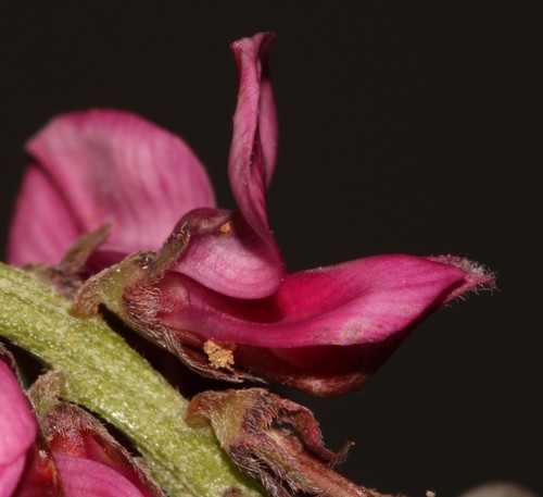 Image of Indigofera intermedia by (c) Brian du Preez, some rights reserved (CC BY-SA)