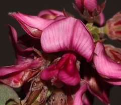 Indigofera intermedia