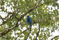 Cotinga amabilis