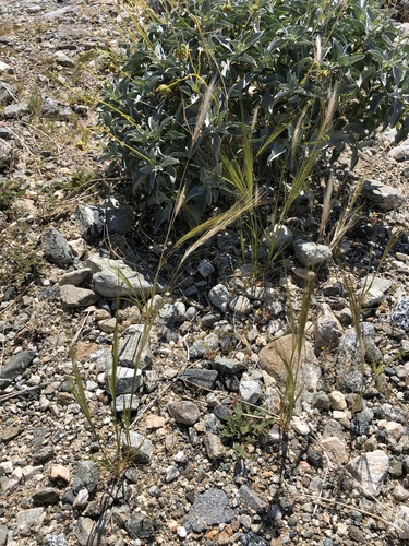 iNaturalist observation photo of cape ricegrass